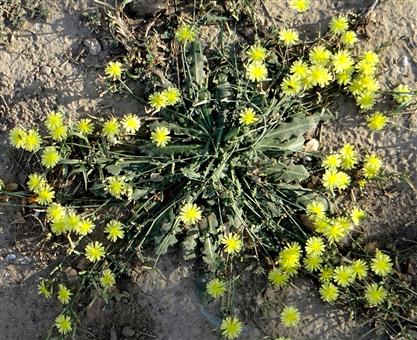 Launaea procumbens